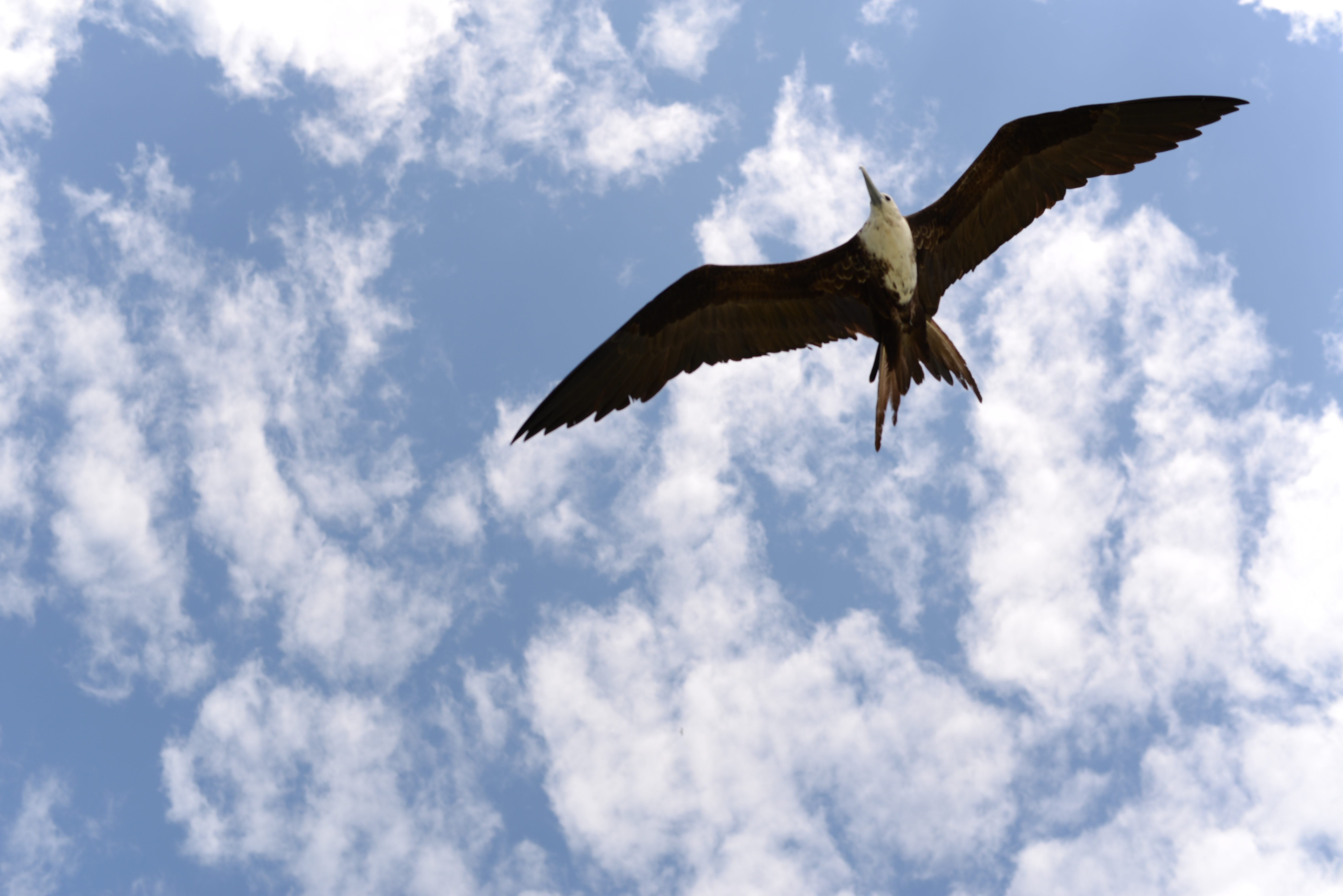 Celestun flamingos bird watching Marida guide