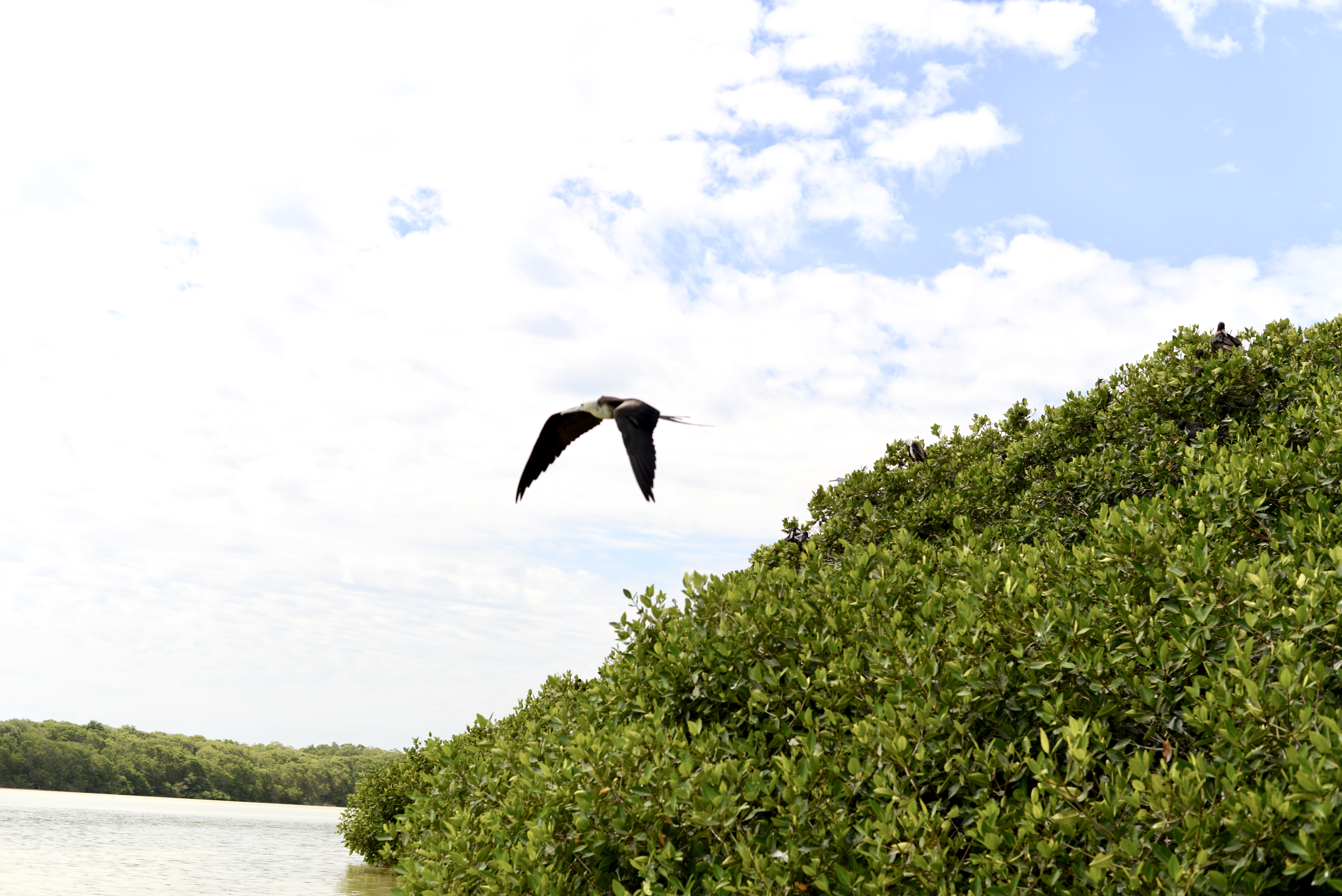 Celestun flamingos Marida 