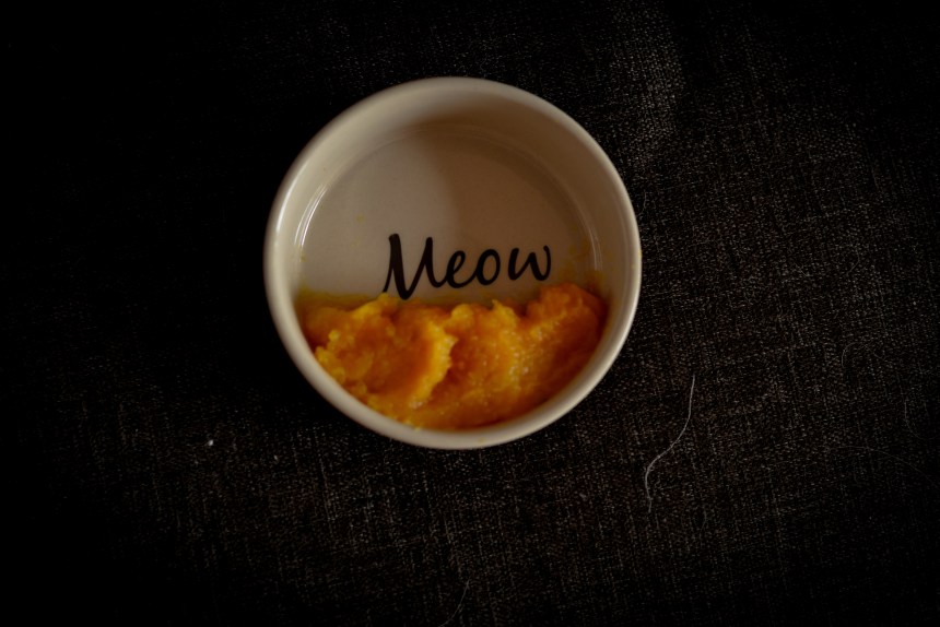 pumpkin cat furry friend