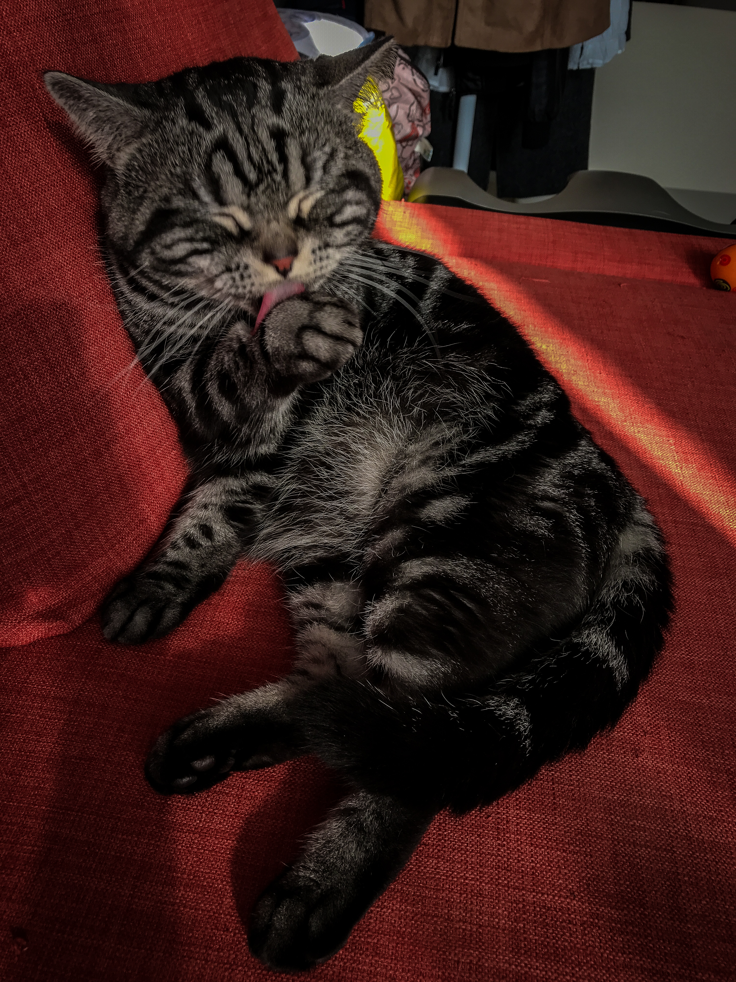 cat asia Taiwan Taipei why so many cats cat people