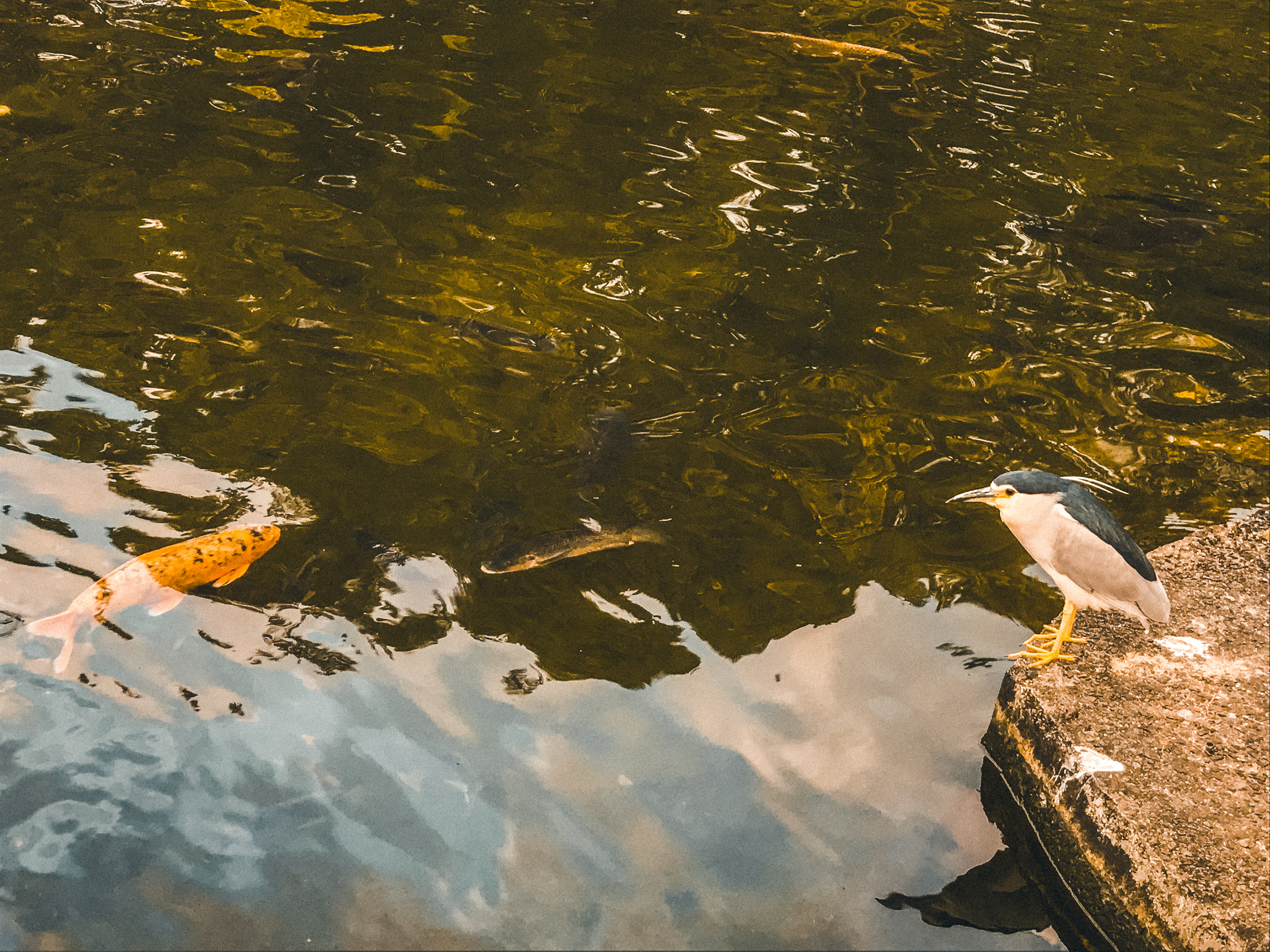 Zhishan Garden 至善園 travel in Taipei taiwan garden famous spot to visit tourist