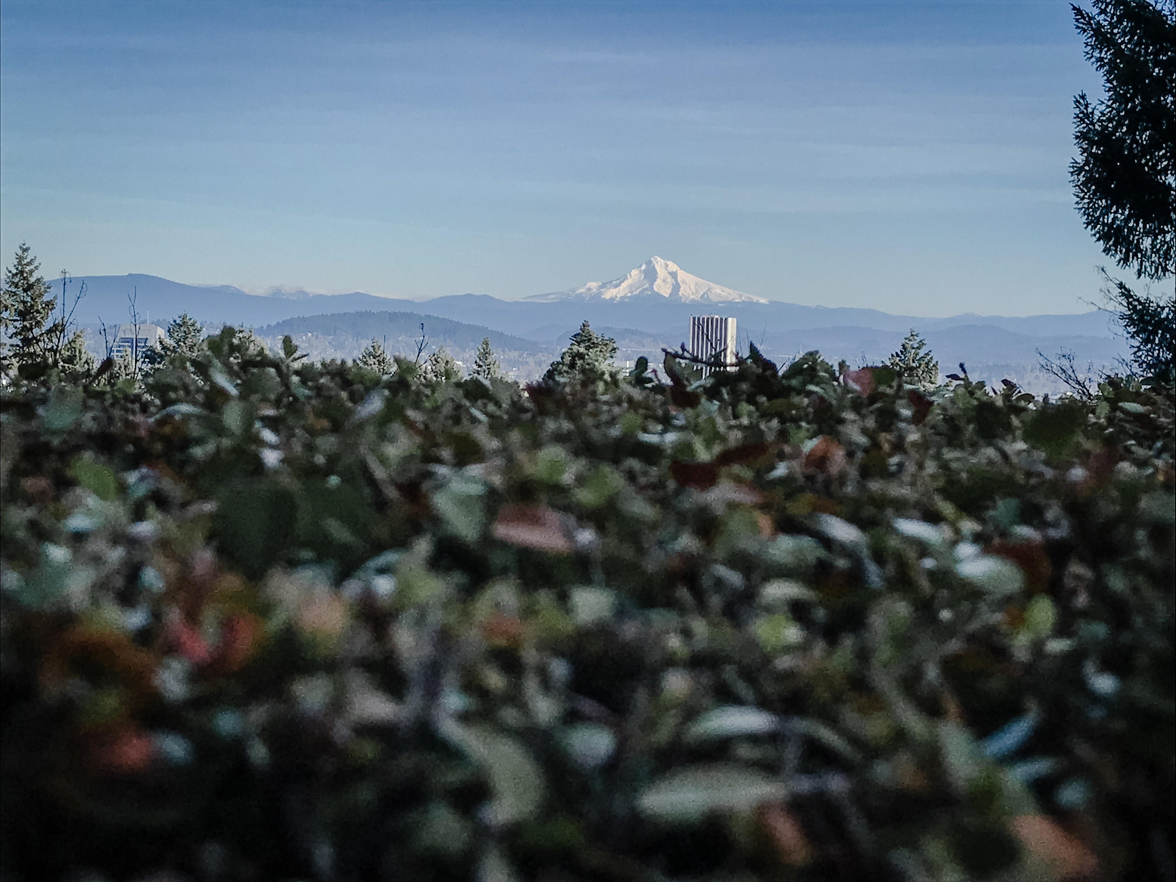 overview of Portland Oregon Japanese garden