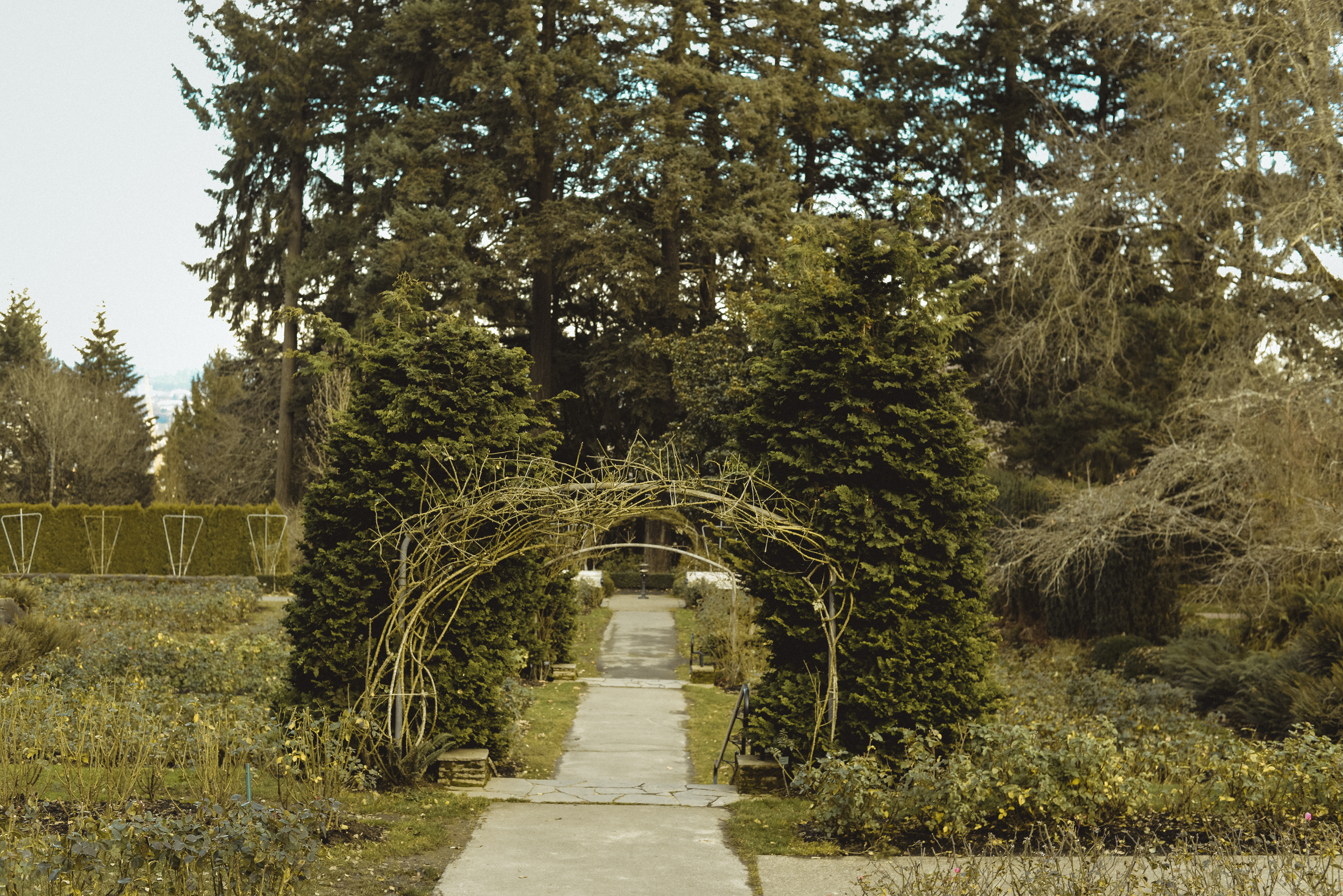 Rose Garden portland Oregon travel