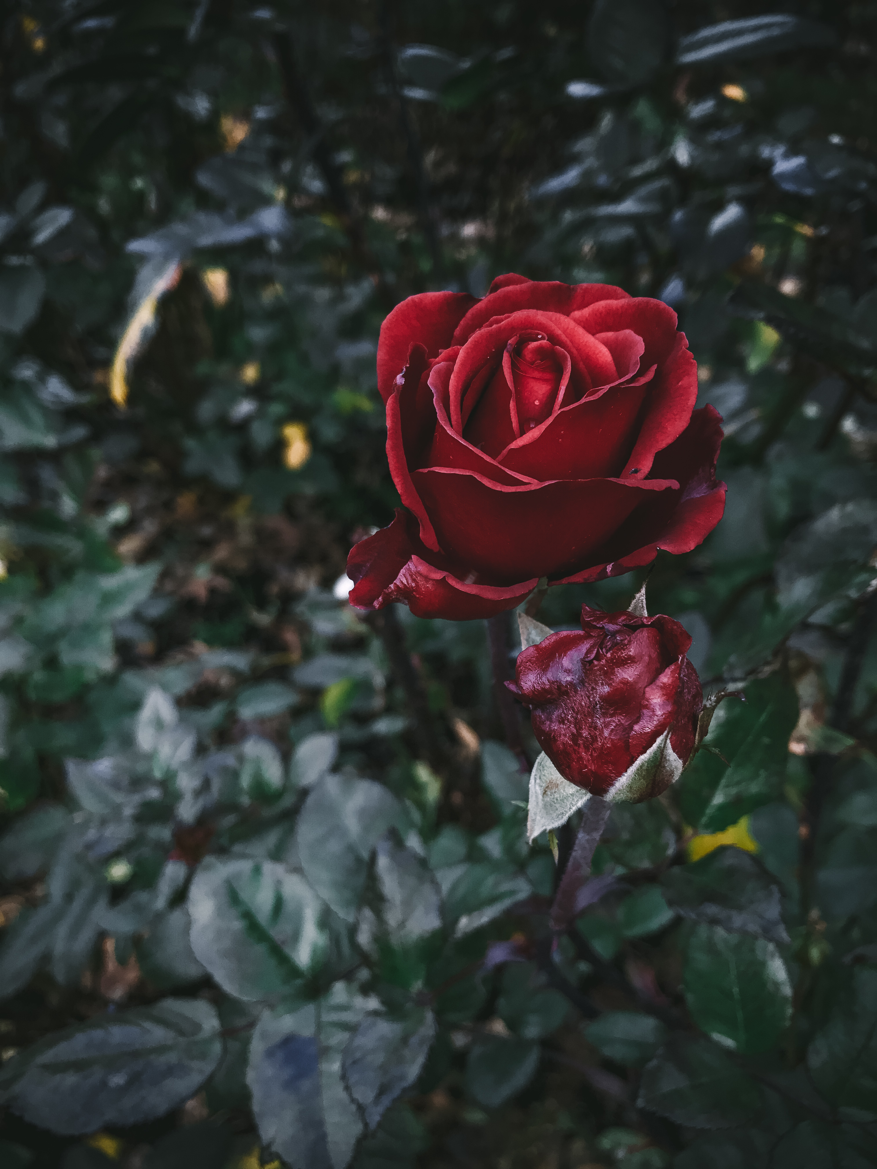 rose garden Portland weekend plan