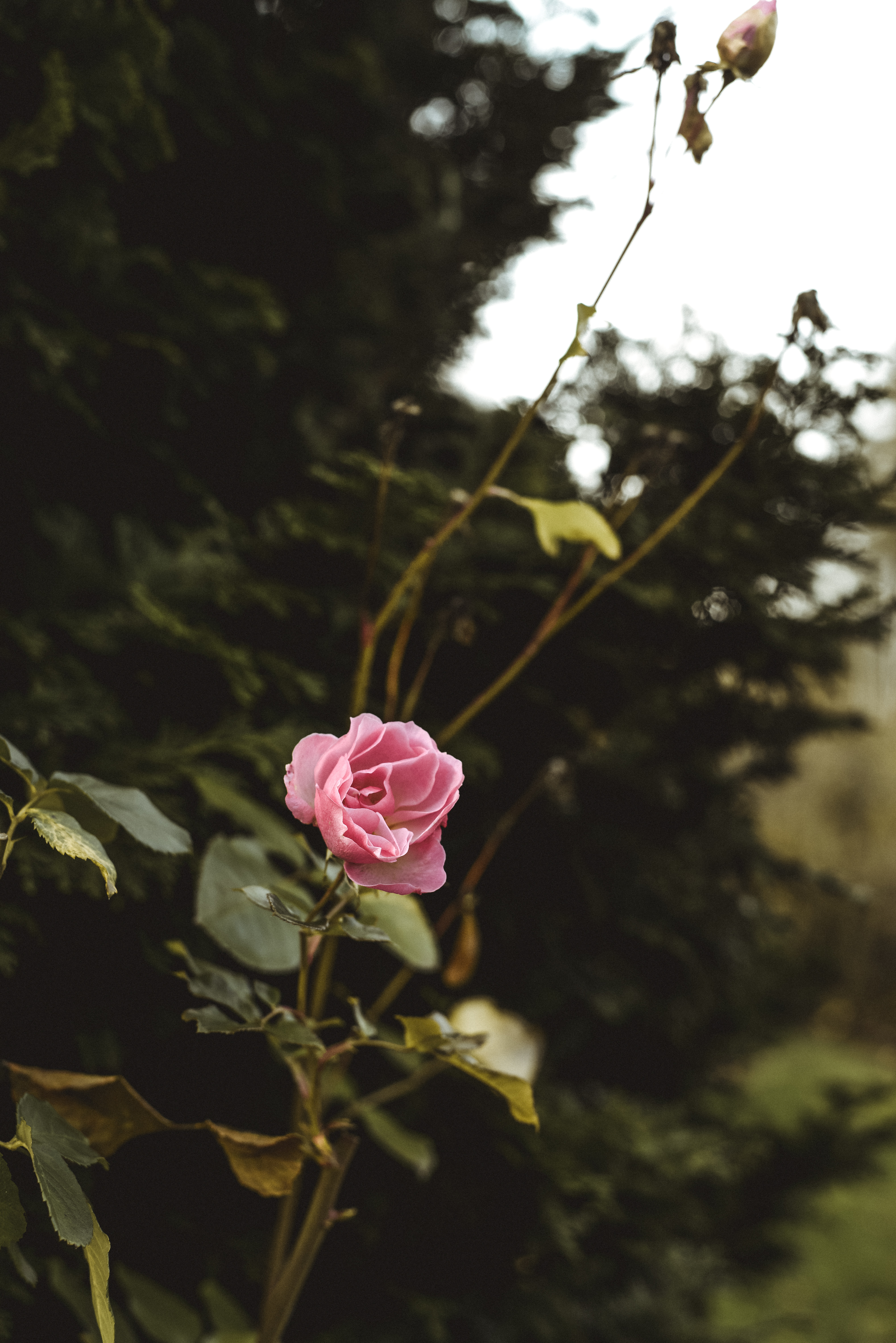 Rose garden Portland