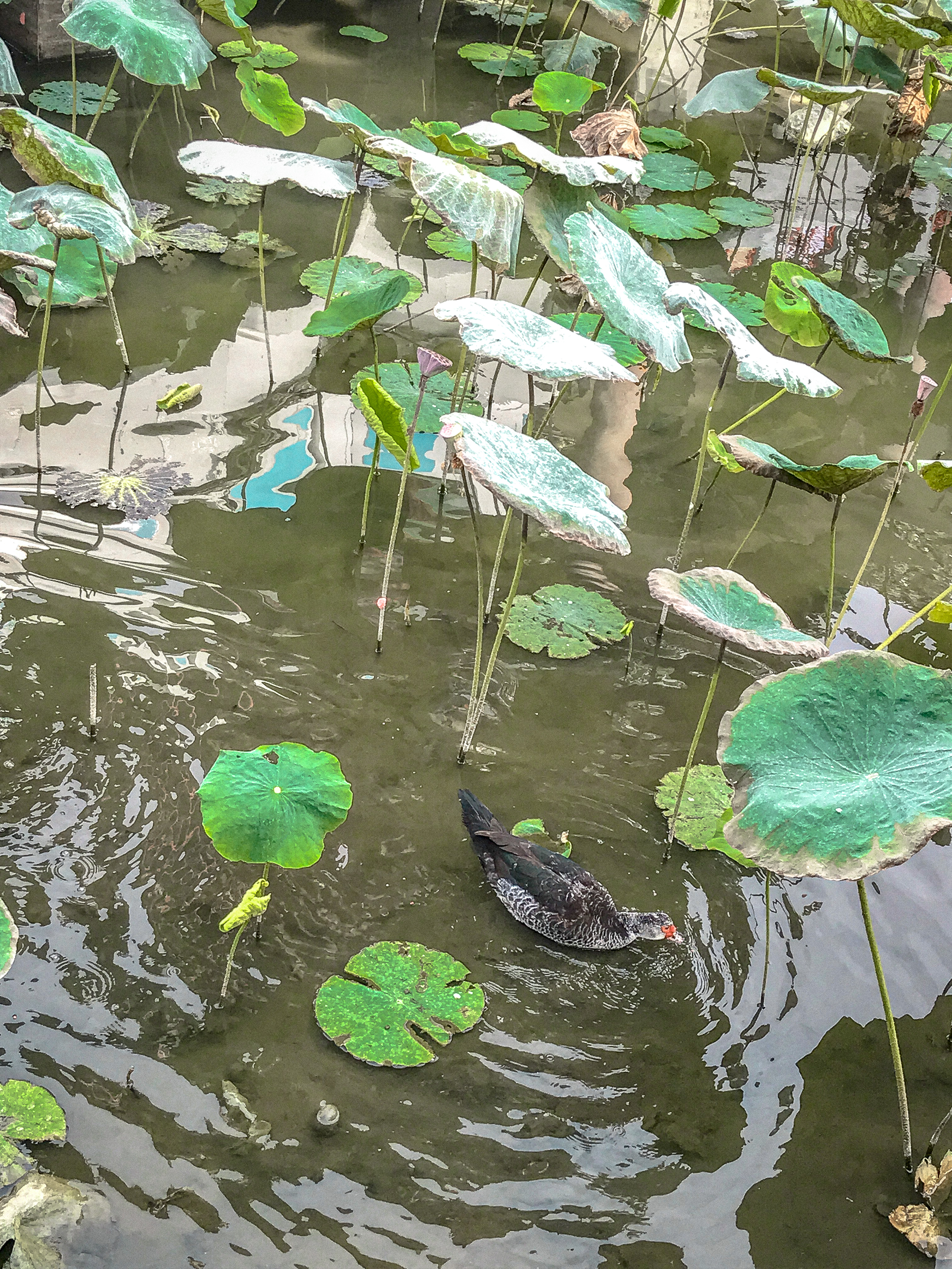 Spring and Autumn Pavilions 春秋閣