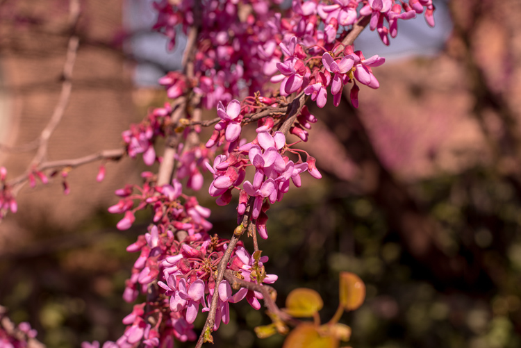 Palatine Hill in spring time Spanish bloom 