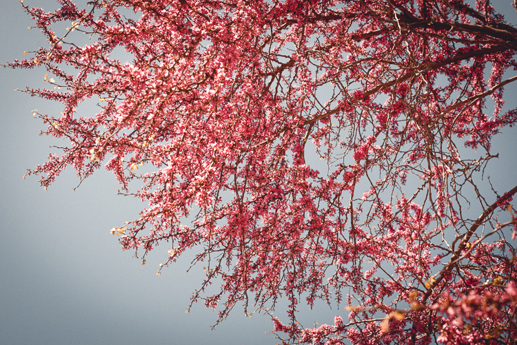 Palatine Hill in spring time Spanish bloom