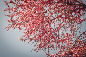 Palatine Hill in spring time Spanish bloom