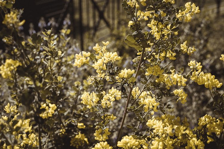 Palatine Hill in spring time blooming