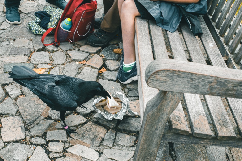 raven in Tower of London