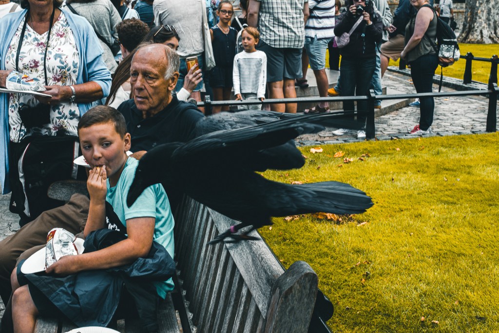 raven in Tower of London