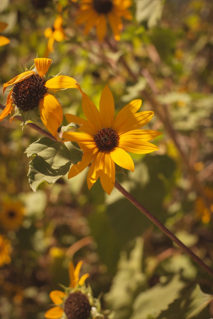 sunflower autumn