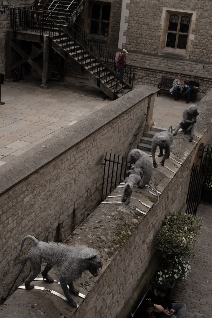 monkey in Tower of London