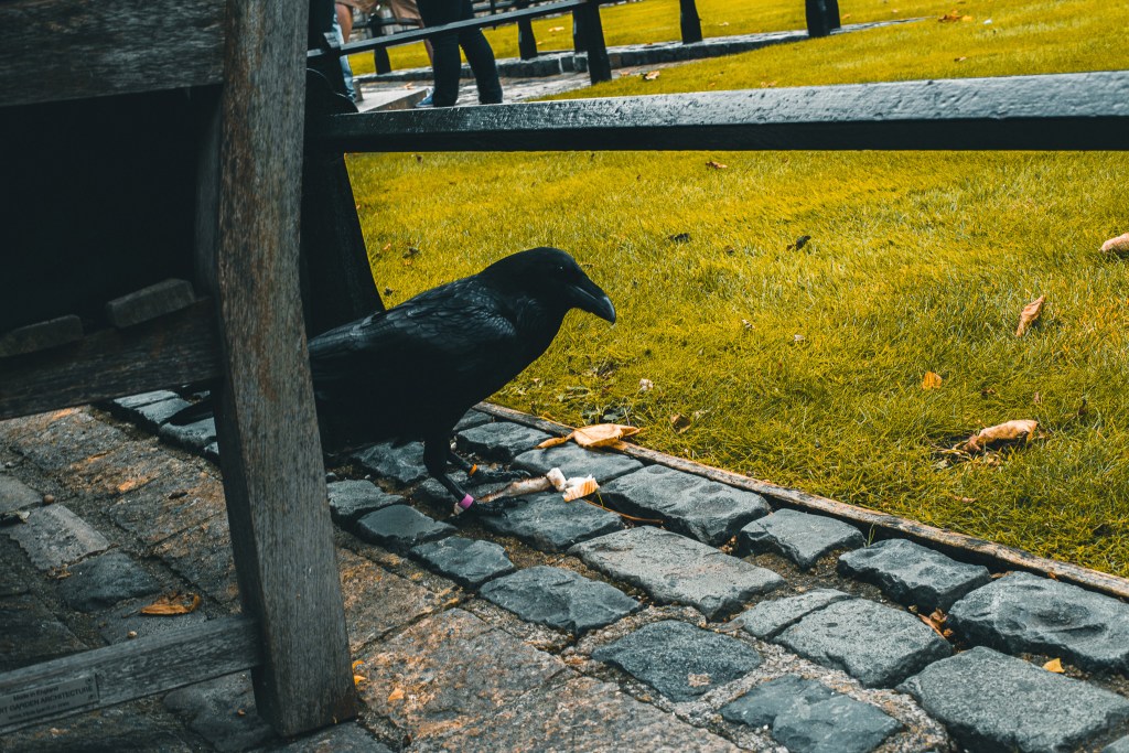 raven in Tower of London