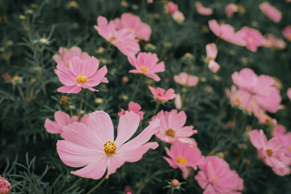 London travel guide Hampton Court Palace garden flowers