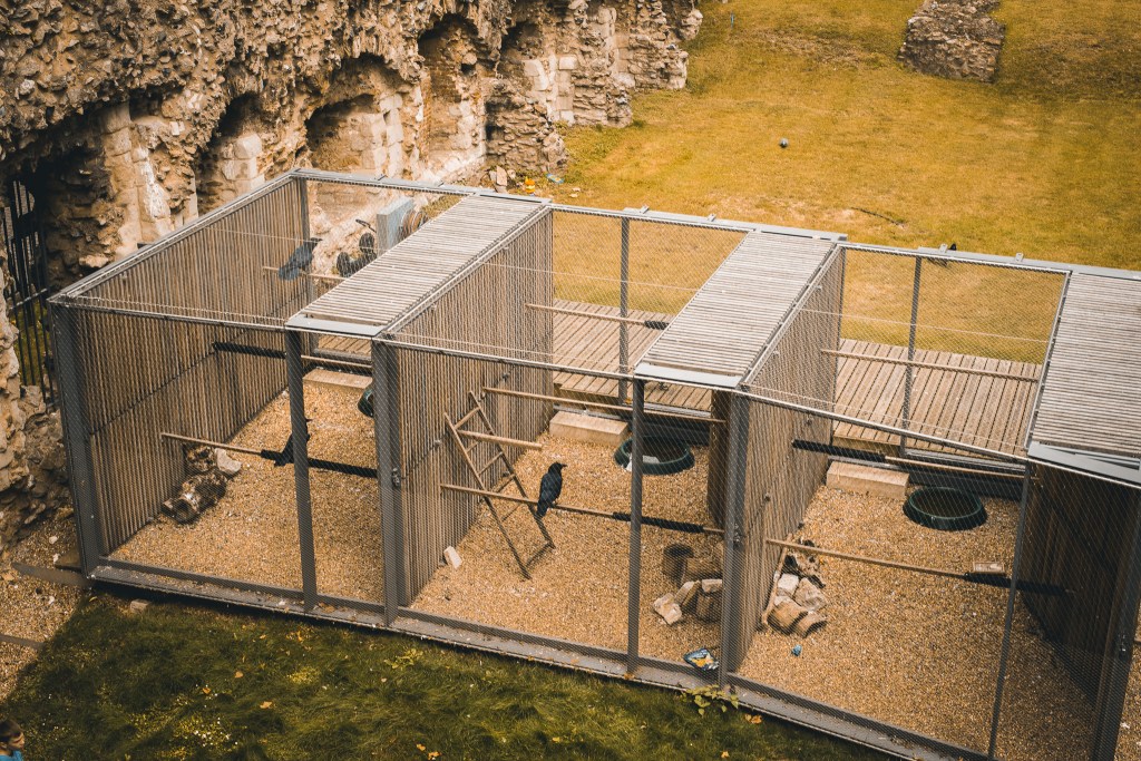 raven in Tower of London