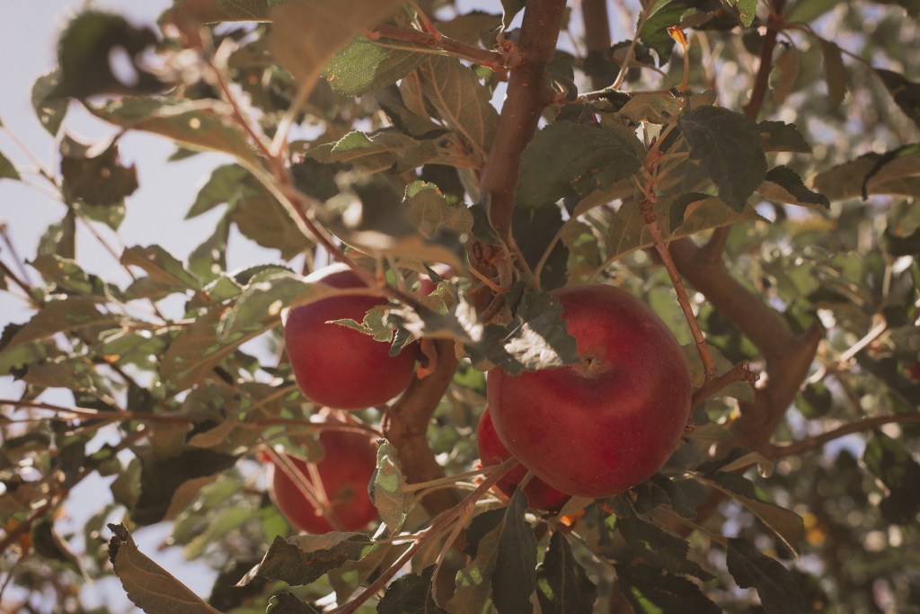 apple picking autumn