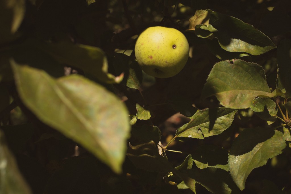 Julian San diego county