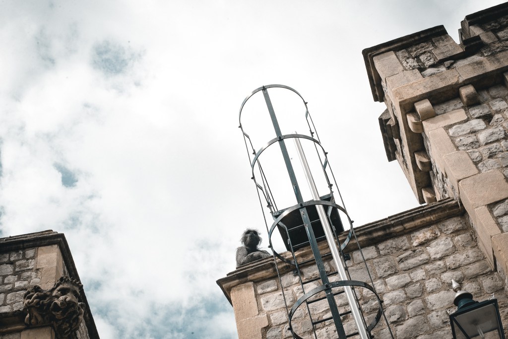 ape in Tower of London