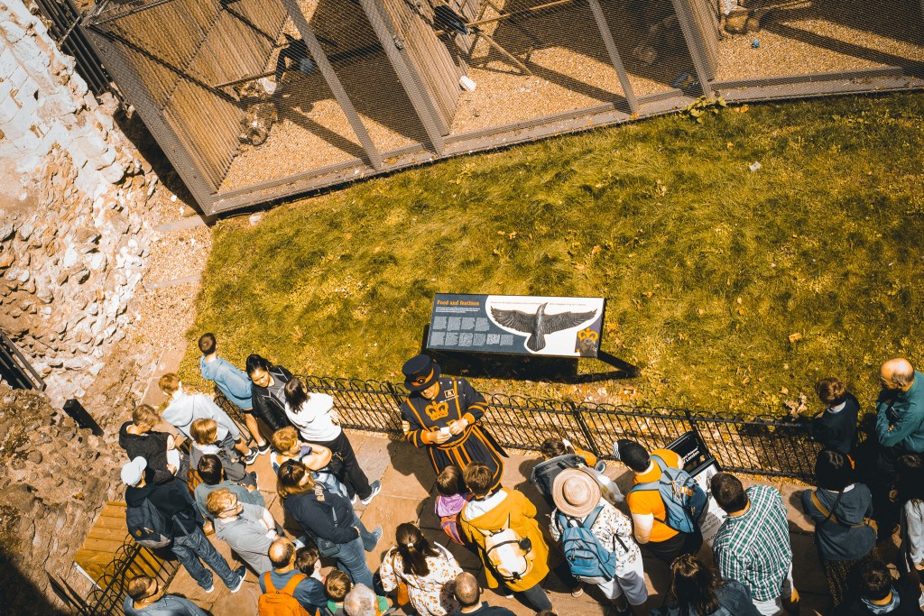 raven in Tower of London