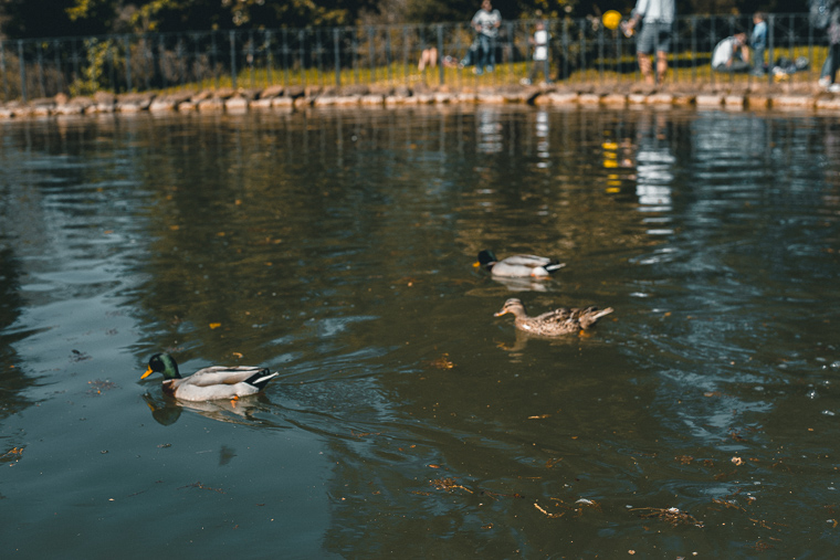 lake Laghetto Di Villa Borghese