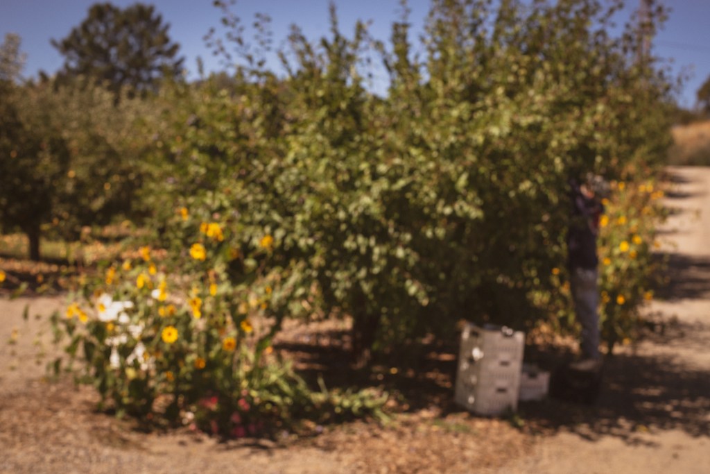 apple farm in Julian San diego county