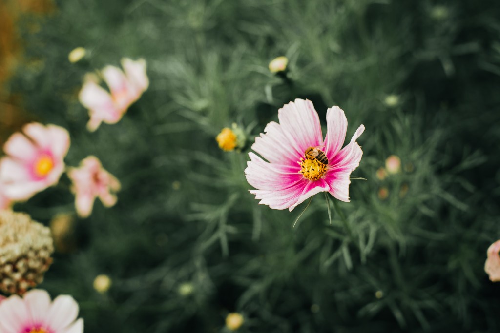 London travel guide Hampton Court Palace garden flowers